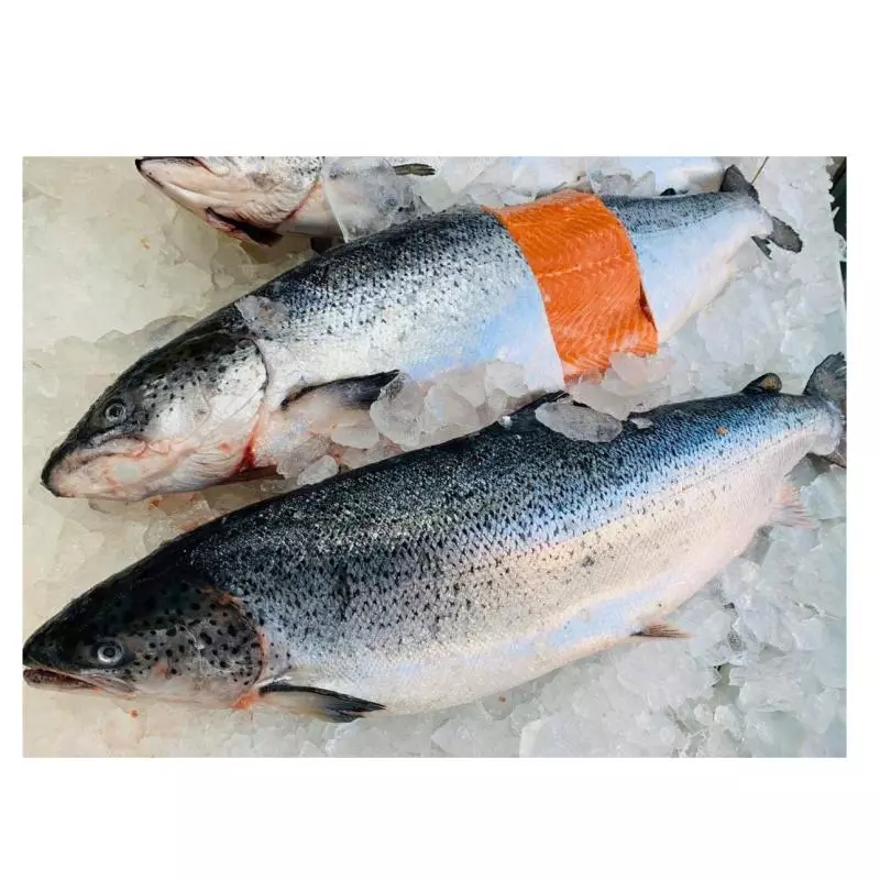 SALMON FRESCO X KG CAJA CERRADA