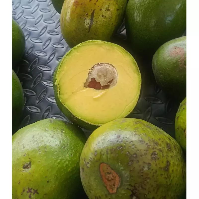 Aguacate choquette 19.000