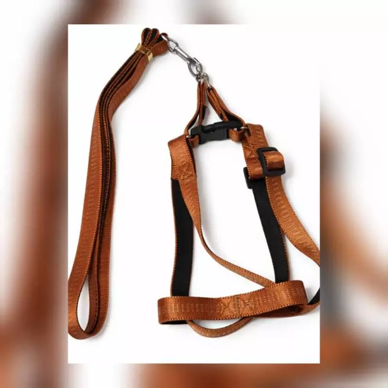 CORREA CON PECHERA PARA PERROS