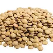 Lentilha
