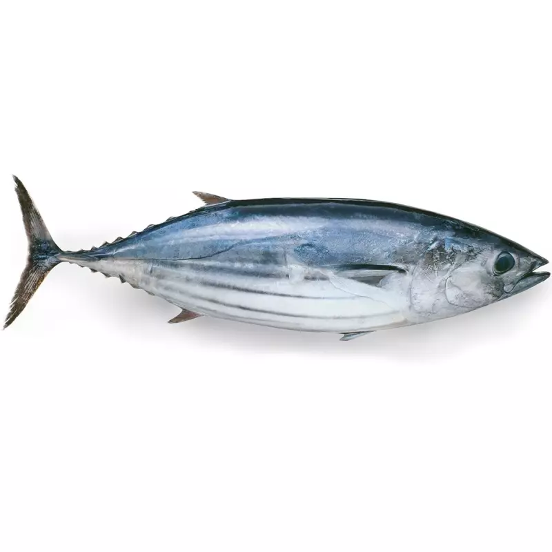 Pescado Bonito 3-5lb