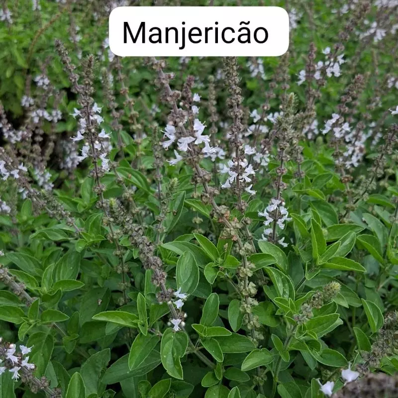 Manjericão (Ivonete)
