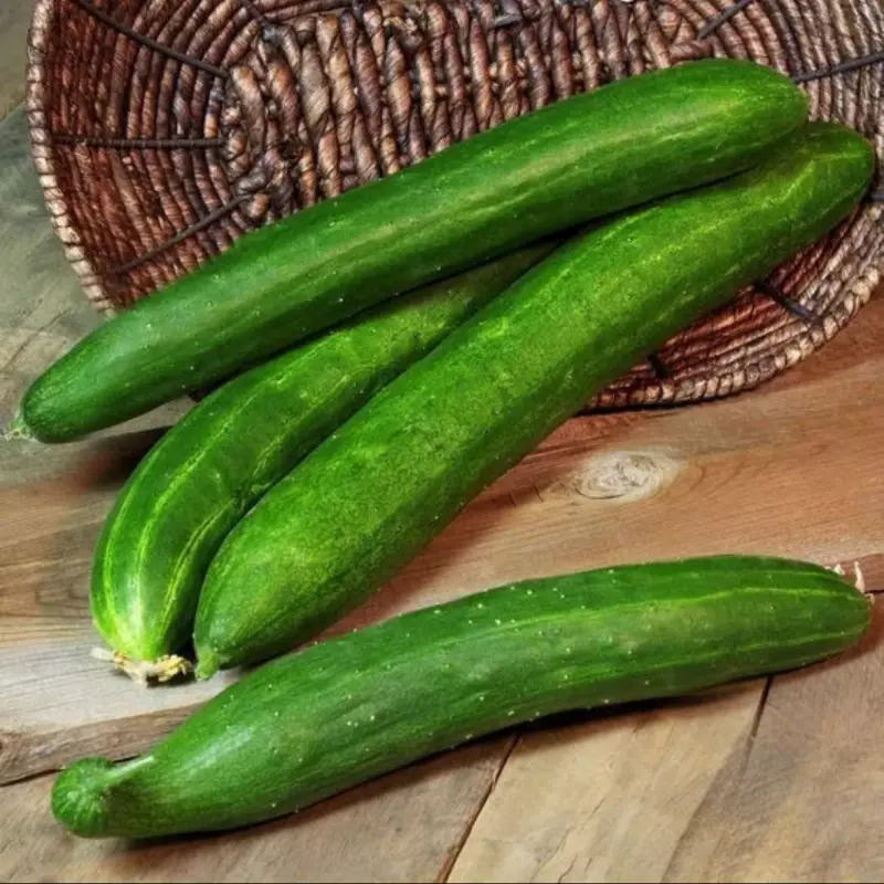 Pepino japonês