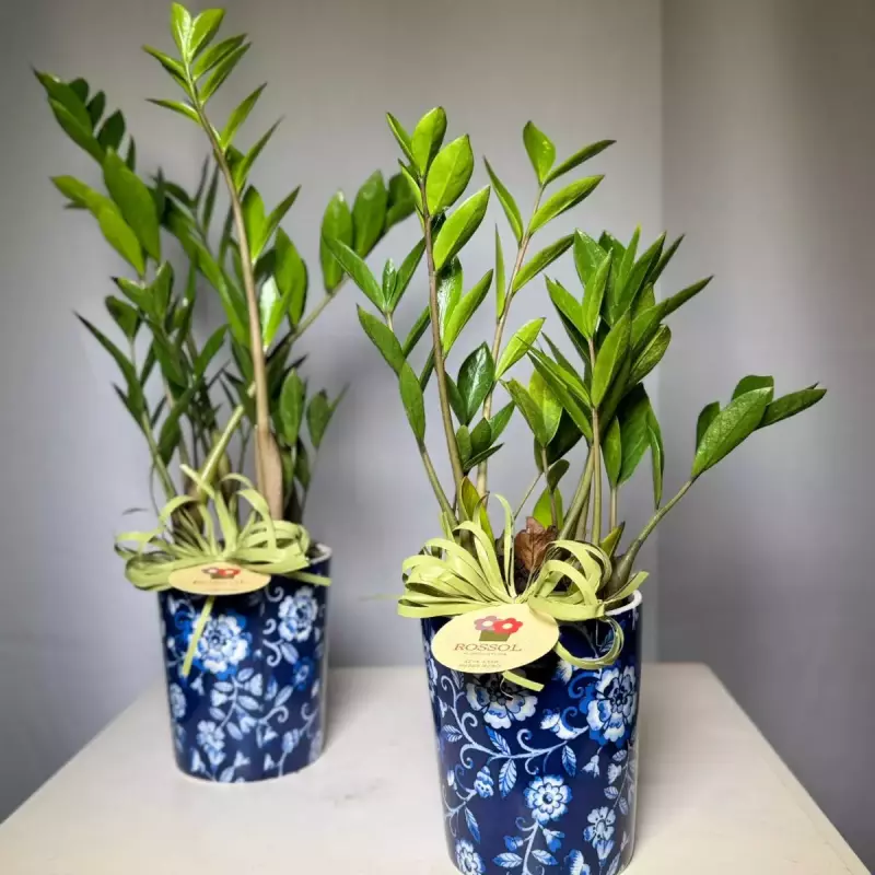 Mini Zamio na cerâmica