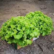 Lechuga Veronica