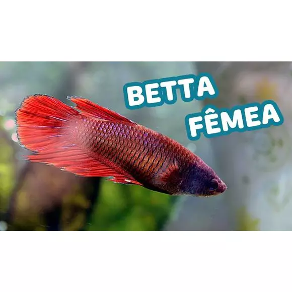 Betta fêmea