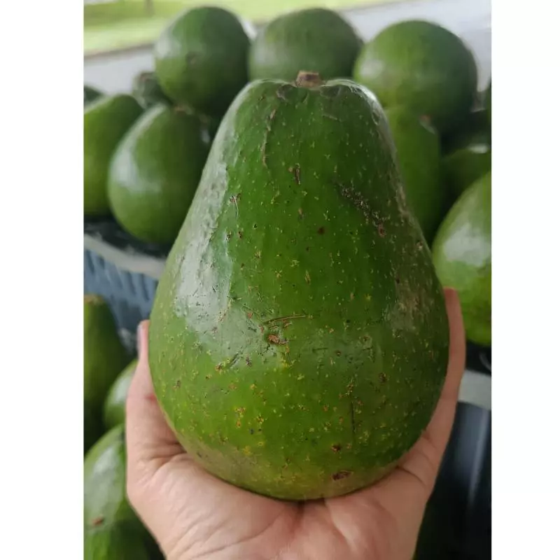 Aguacate semil 10.000