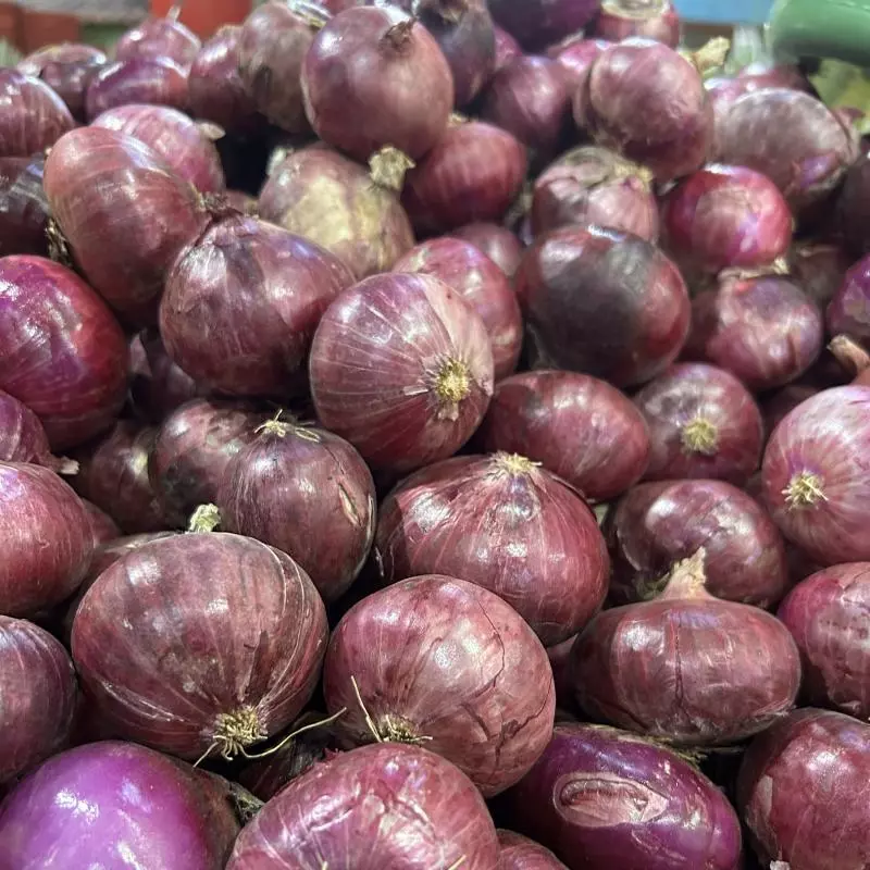 CEBOLA MÉDIA IA - ROXA