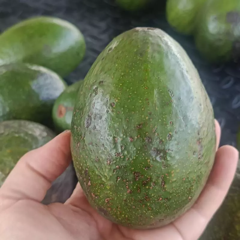 Aguacate trinidad macho 6000