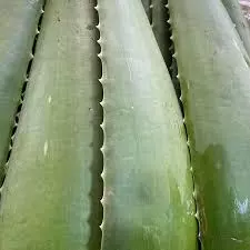 HOJA DE SABILA UNIDAD