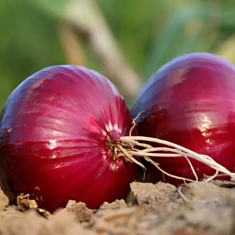 Cebolla roja x 500 g