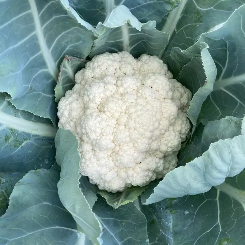Couve-flor (Néia)