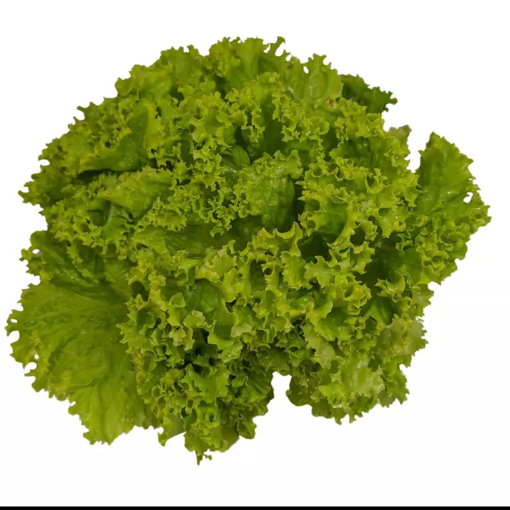 Lechuga rizada organica