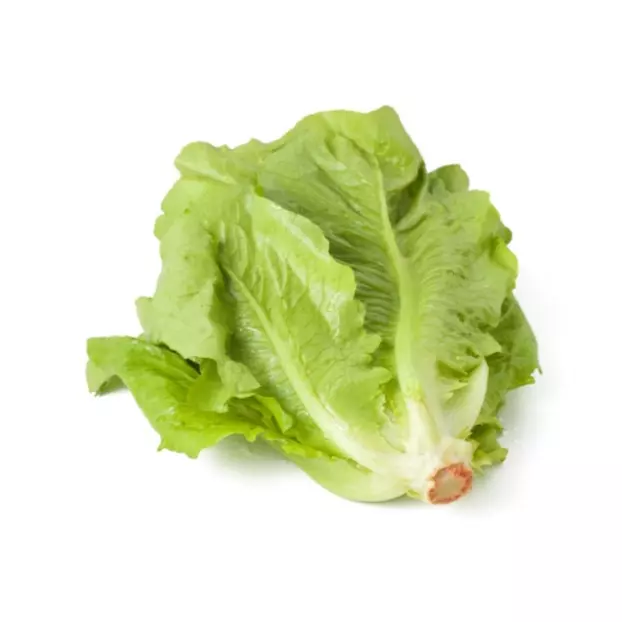 一包罗马生菜 Lechuga romana