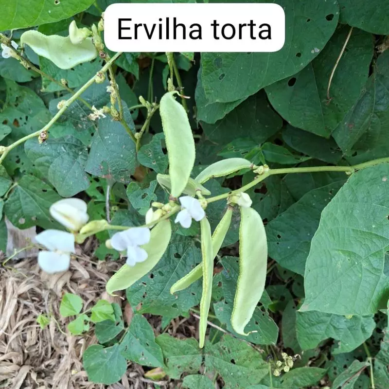 Ervilha Torta (Ivonete)