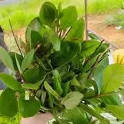 Ora-pro-nóbis (Ivonete)