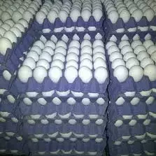 Huevos B1 x 6 maples