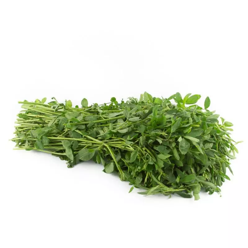 Alfalfa