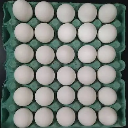 Ovo Branco Extra