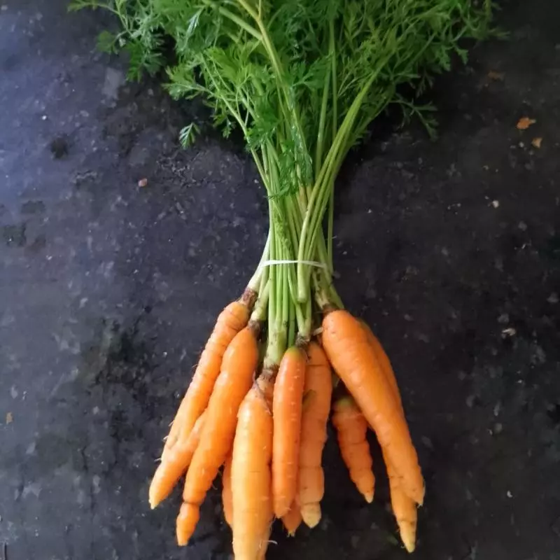 Cenoura com Folhas (Néia)