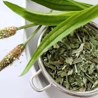 Tanchagem 100g