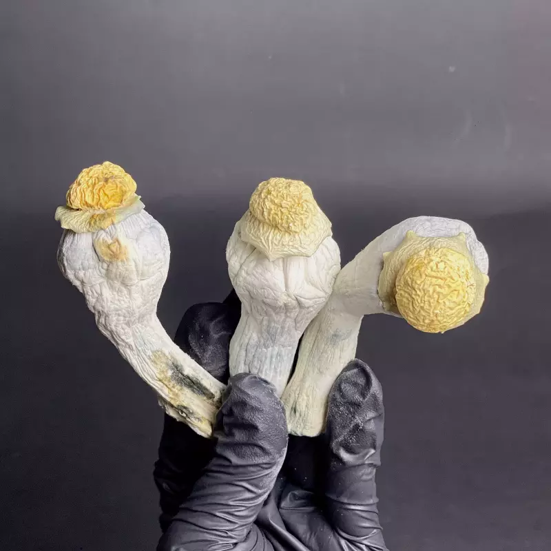 Hongo seco - BlueyVuitton