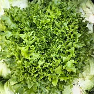 Lechuga Crespa