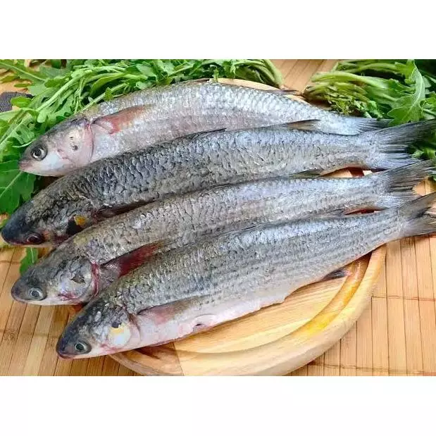 Tainha inteira unidade