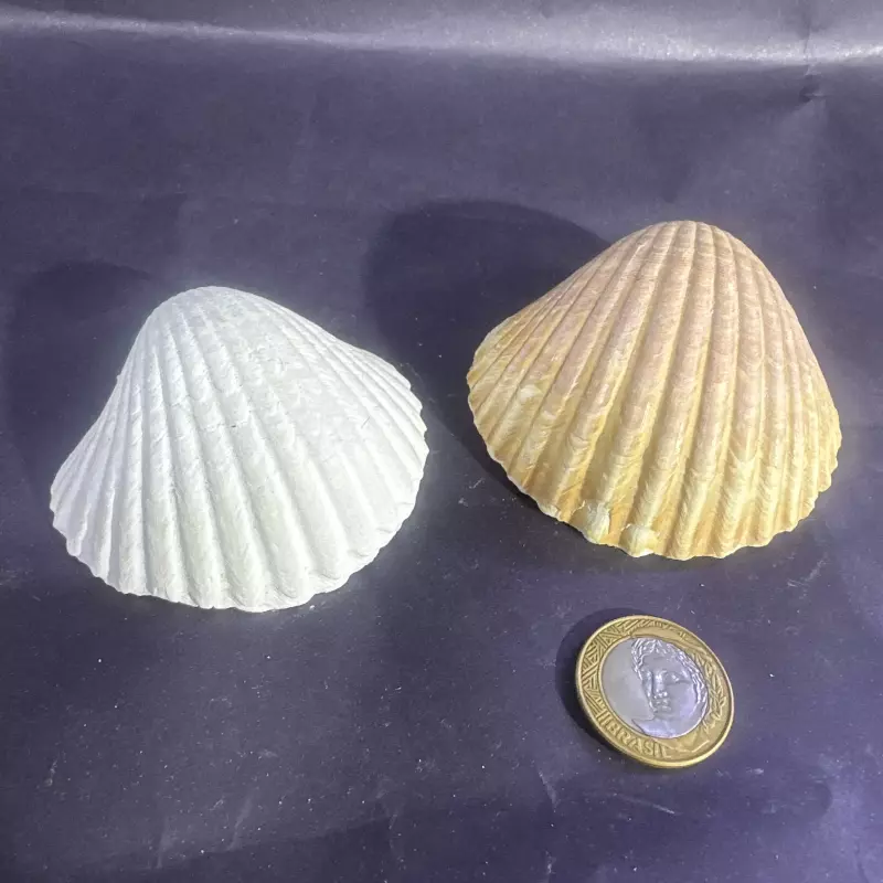 Concha Shell - G