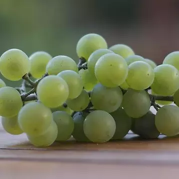 Uvas