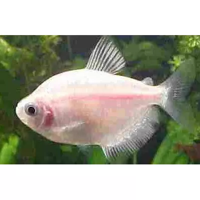 Tetra rosa