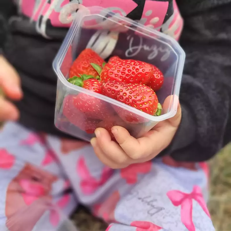 Morangos sem agrotóxicos