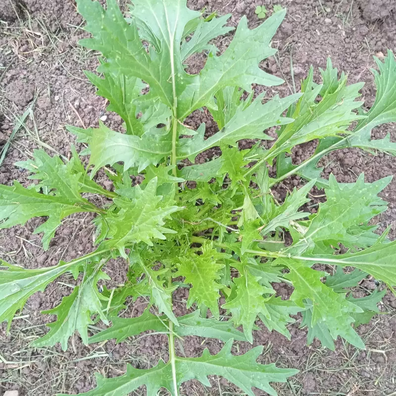 Rucula x 100gr Orgánica