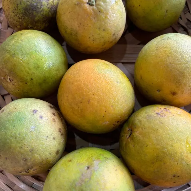 Laranja lima - Ivonete