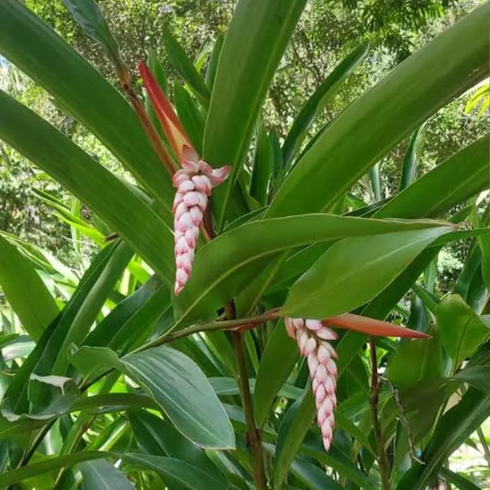 Folhas de colônia para chá