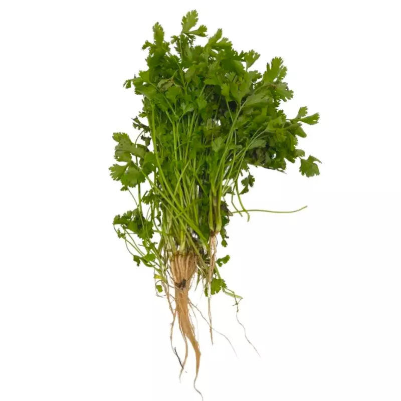 Cilantro x 200 g