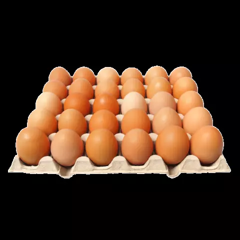 Maple de huevo gallinas libres (2)