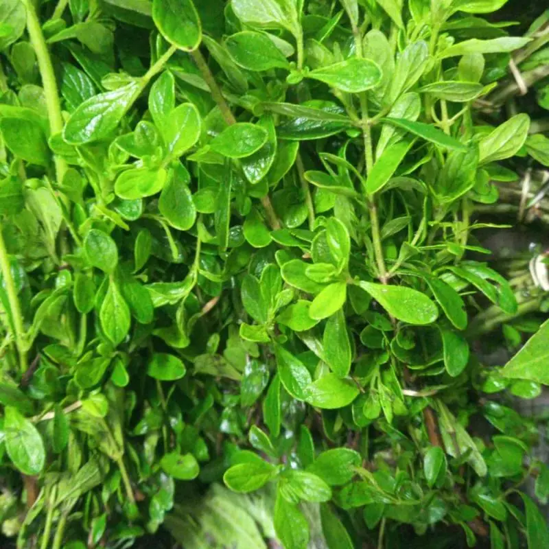MENTA ROLLO