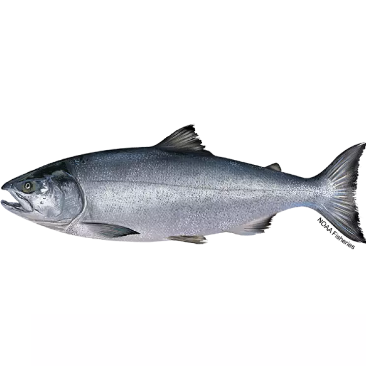 Salmon