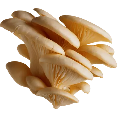 Empanadas de Orellana