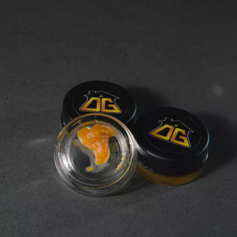 Samarian Gold INDICA💛