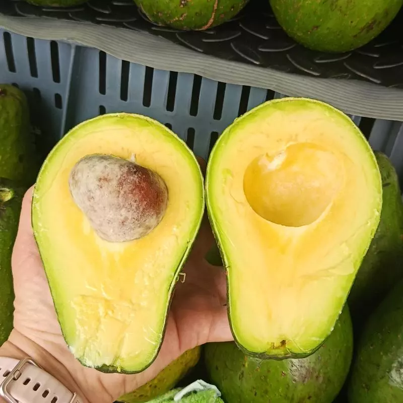 Aguacate semil 13.000
