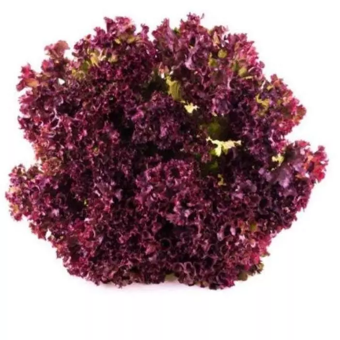 Lechuga Crespa Morada x500gr