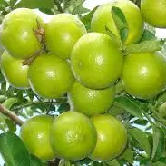 LIMON DULCE 6 UDS