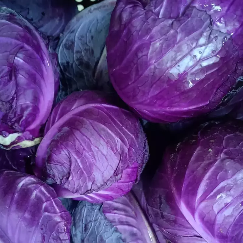 REPOLHO ROXO ORG. UN.