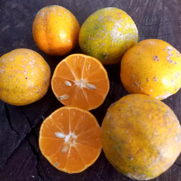 Limão bergamota pct 500g