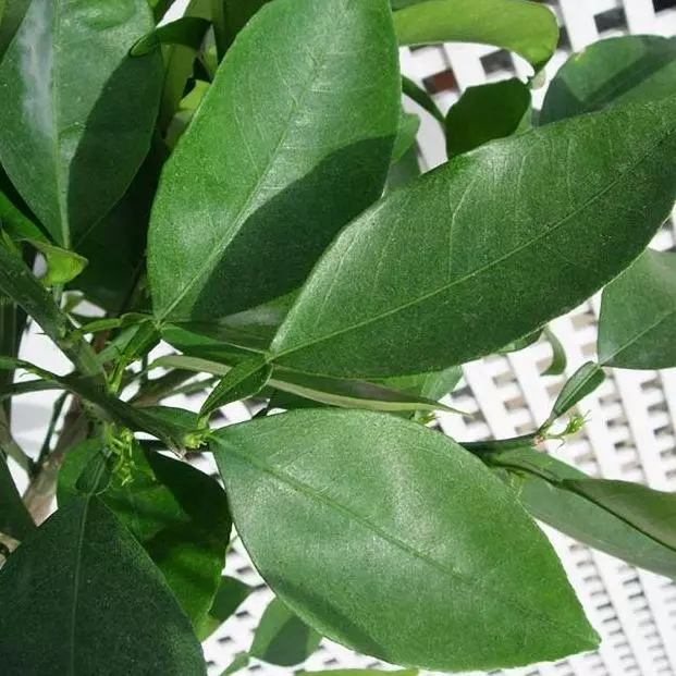 Hoja de Naranjo