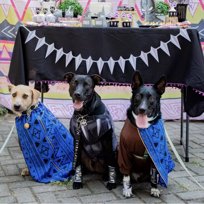 Ensaio Fotográfico de Auniversário