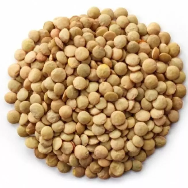 Lentilha canadense verde