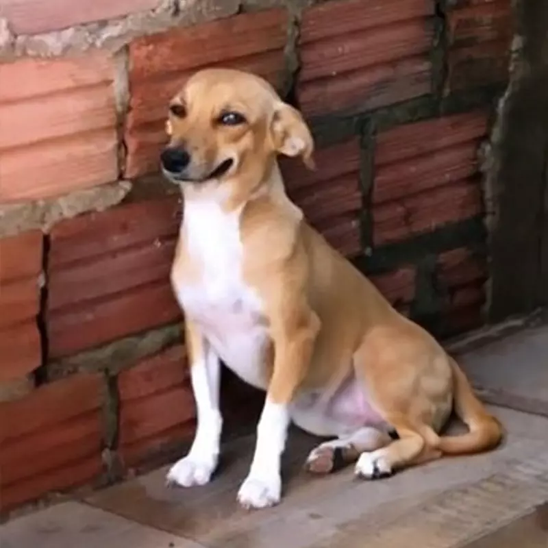 Sem Raça (Vira Lata)